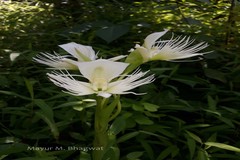 Pecteilis gigantea